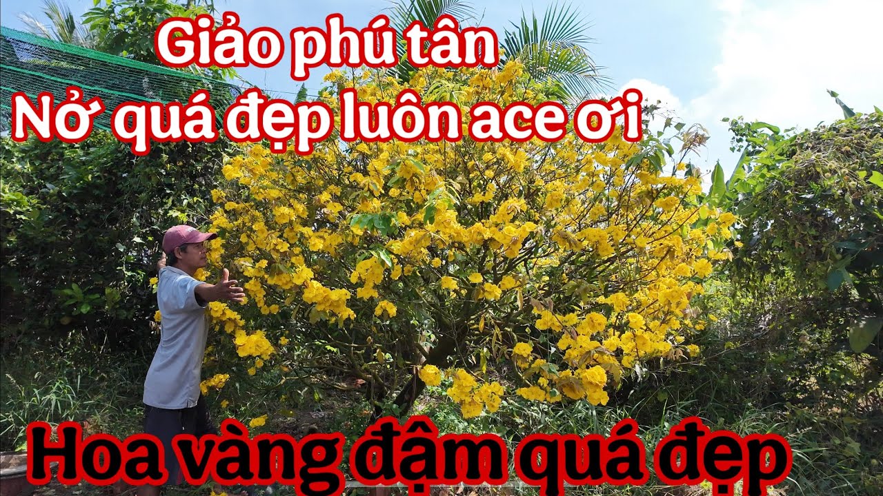vườn a minh mai vàng , cây giảo phú tân nở quá đẹp