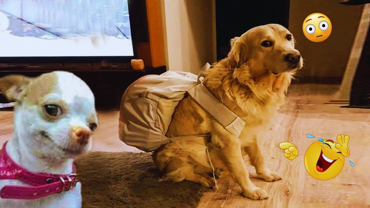 Funny DOGS are here to MAKE YOU LAUGH! 🐶 New Funny Animals 2024&2025 #7