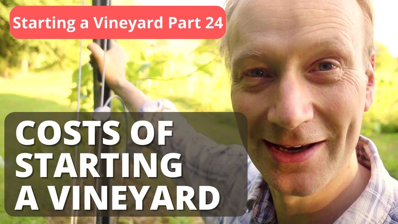 How Much Does It Really Cost To Start a Vineyard?
