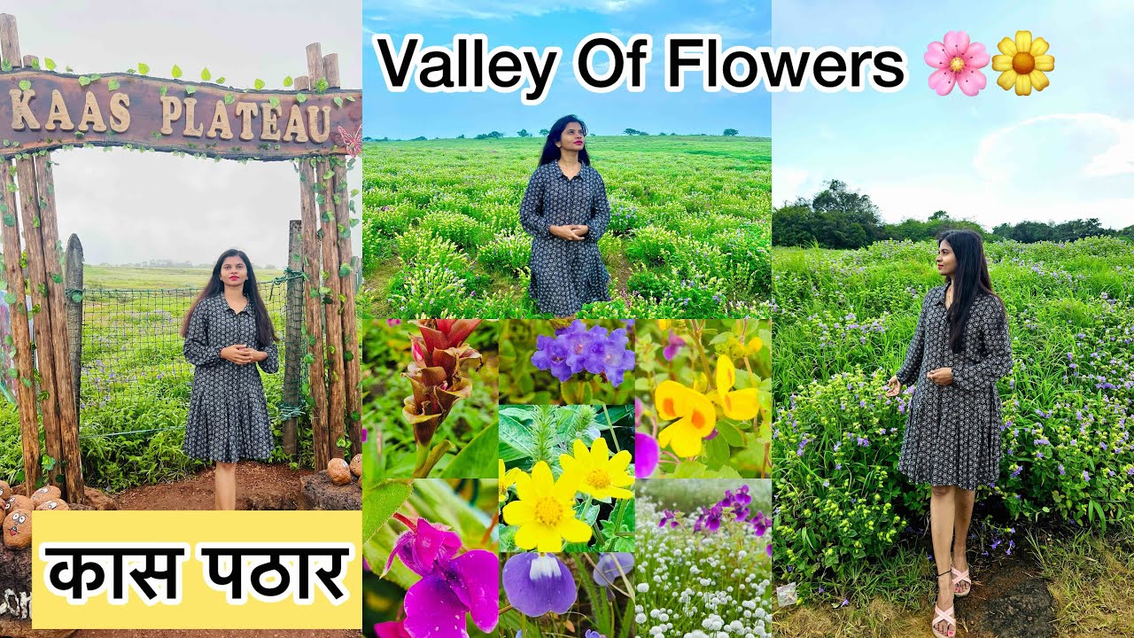 कास पठार सातारा 🌸😍 Satara Kaas pathar latest video/ Kaas Plateau / Valley of flowers #kaspathar