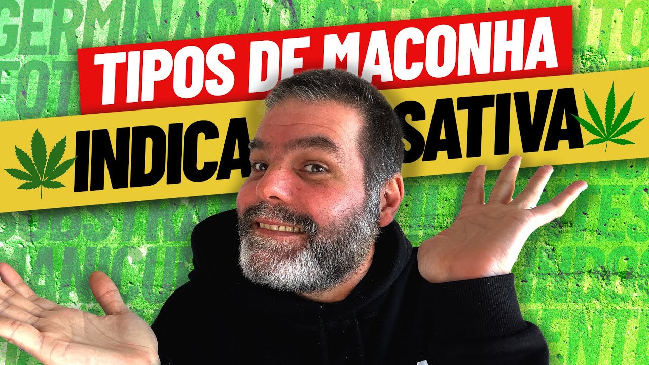 Conhe&ccedil;a os diferentes TIPOS DE MACONHA que existem.