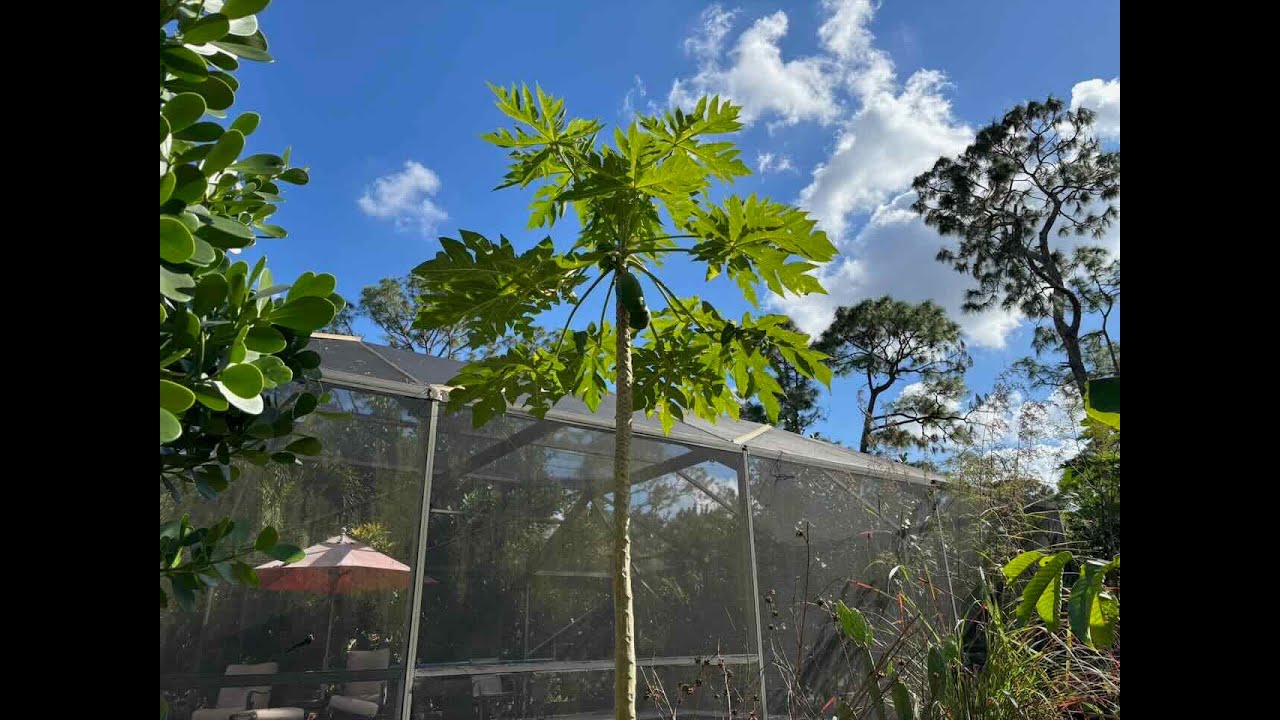 Papayas are fruiting! Tainung #2, plus red lady and known you one seedlings