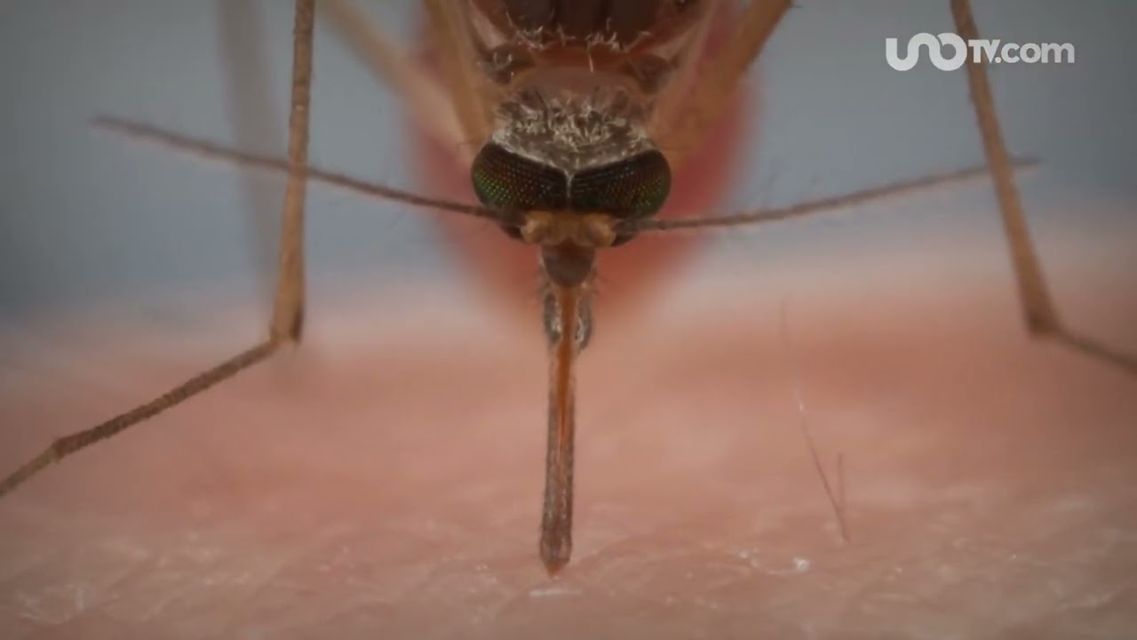 No son mosquitos sino &ldquo;mosquitas&rdquo; las que pican, ve qu&eacute; no debes hacer, seg&uacute;n la UNAM