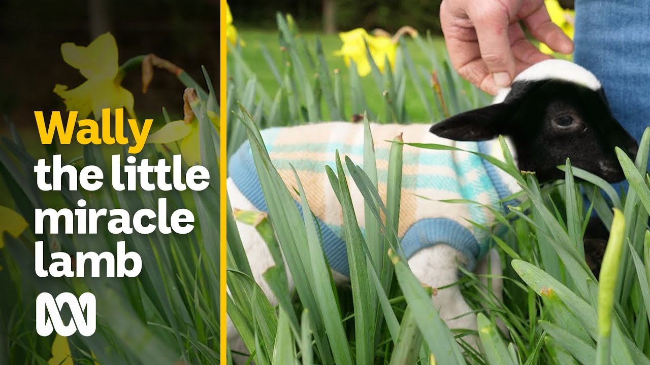 Wally might be the smallest lamb in the world | Pets & Animals | ABC Australia