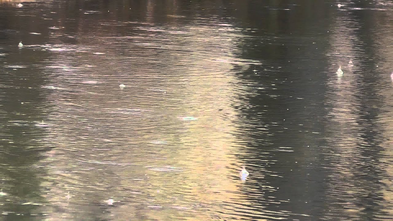 Winter Woodland Ambiance (Nature Sounds Series #3) Snow Fall, Creek, Birds