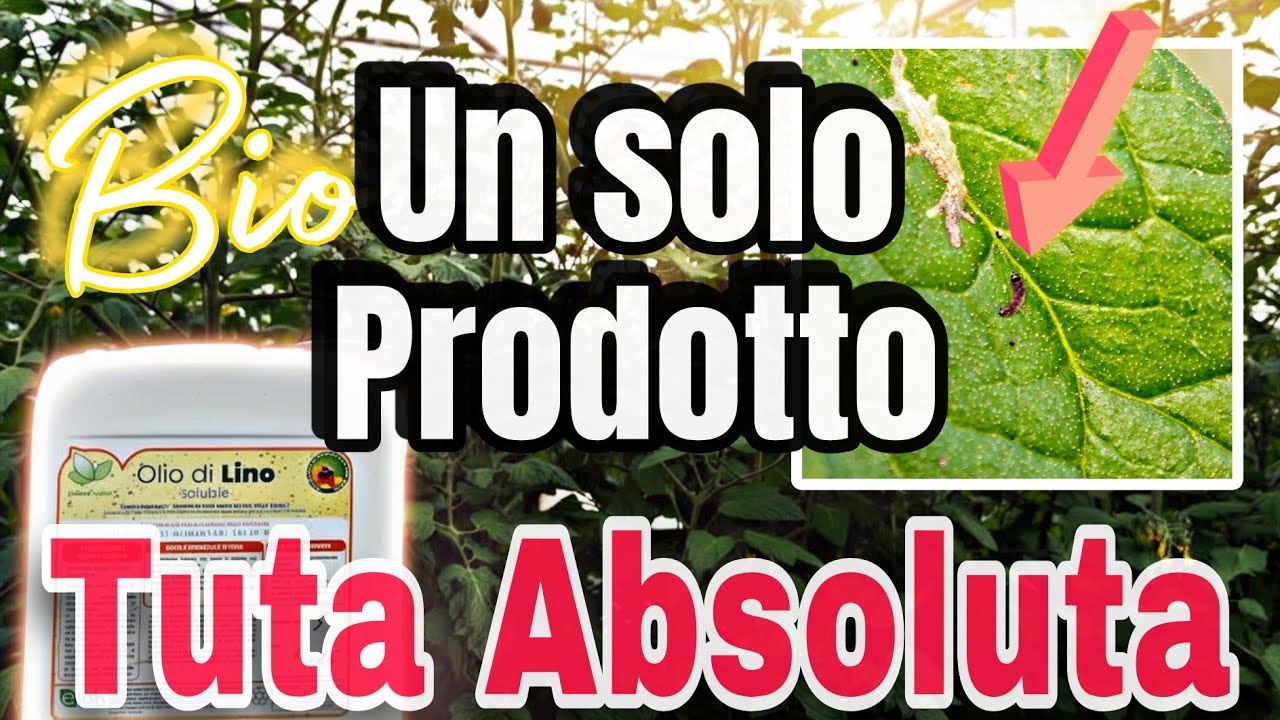 Tuta Absoluta POMODORO: Olio di Lino Corroborante Bio efficace contro insetti e Parassiti Piante