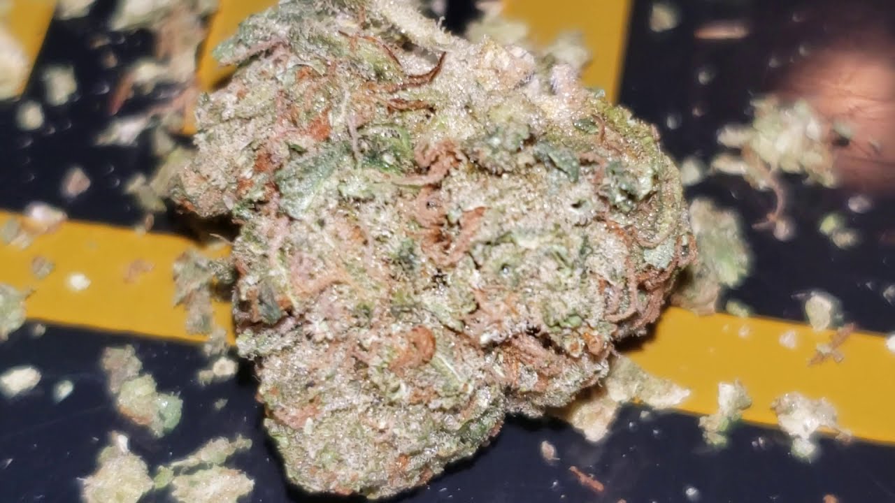 STRAIN REVIEW 175: gorilla glue 4 - THCcollection