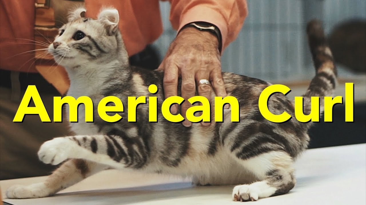The American Curl at a TICA Cat Show