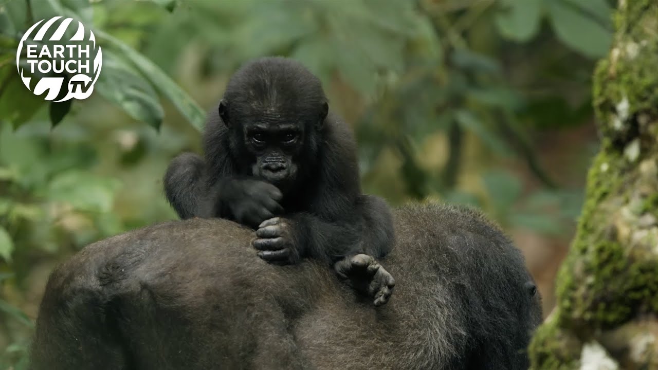 Adorable animal moments