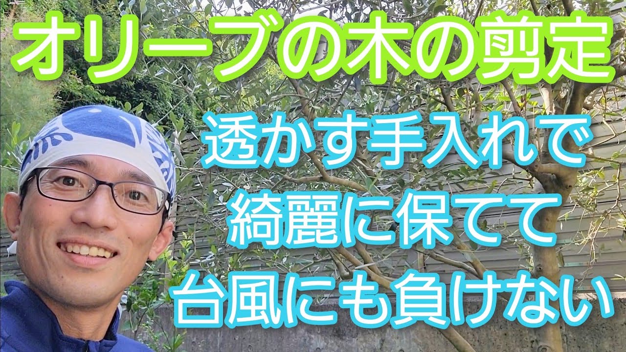 【オリーブの剪定②】風で倒れないためにも大切な間引きで自然な仕上がりに(2022年9月)🌬️🌳