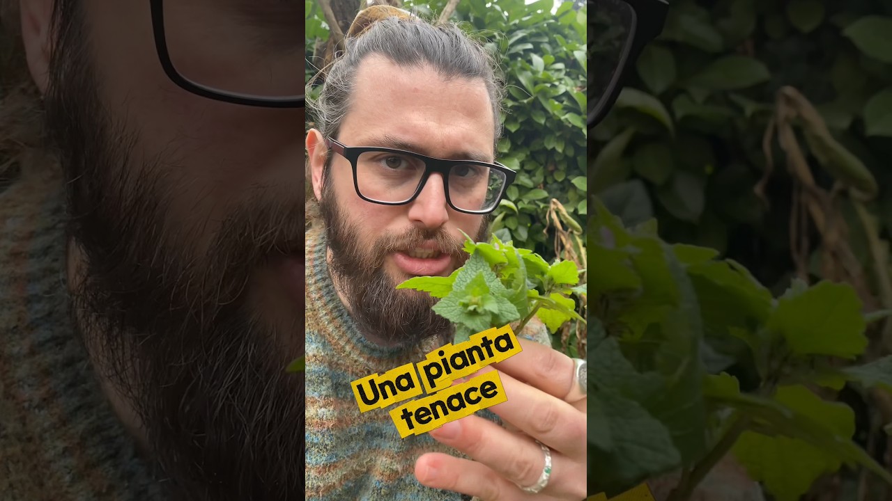 Storia e usi del LAMIO (LAMIUM PURPUREUM), detto anche falsa ortica