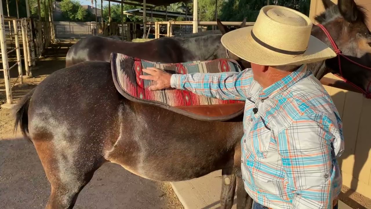 Downhill Hip Saddle Pad for Mules and Donkeys