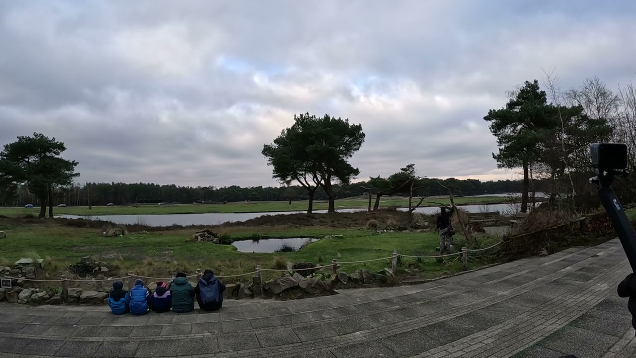 roofvogelshow🦅 @Beekse-Bergen birds of prey show 🦅 #birds #beeksebergen