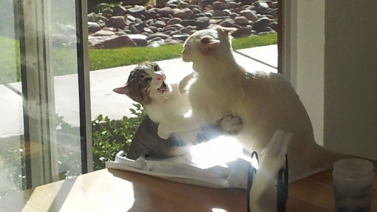 Cat Fight Through Glass