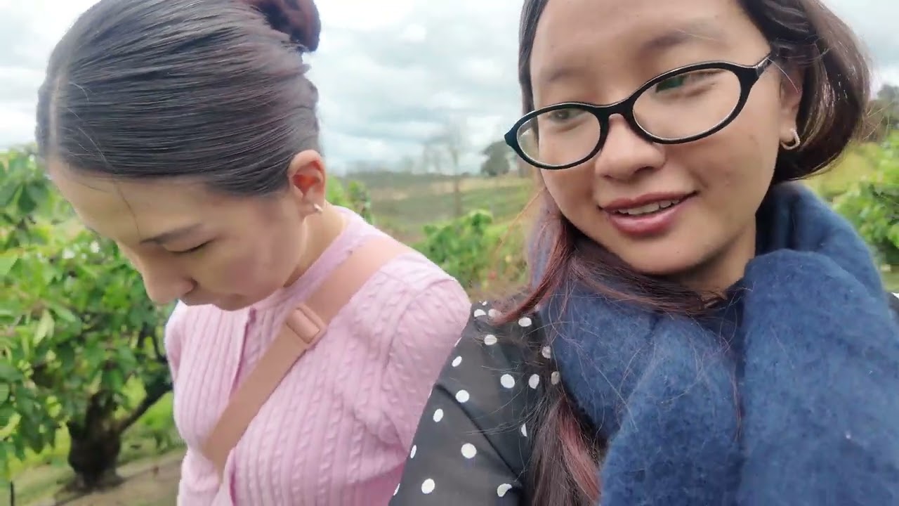 Cherry picking at Yarra valley 