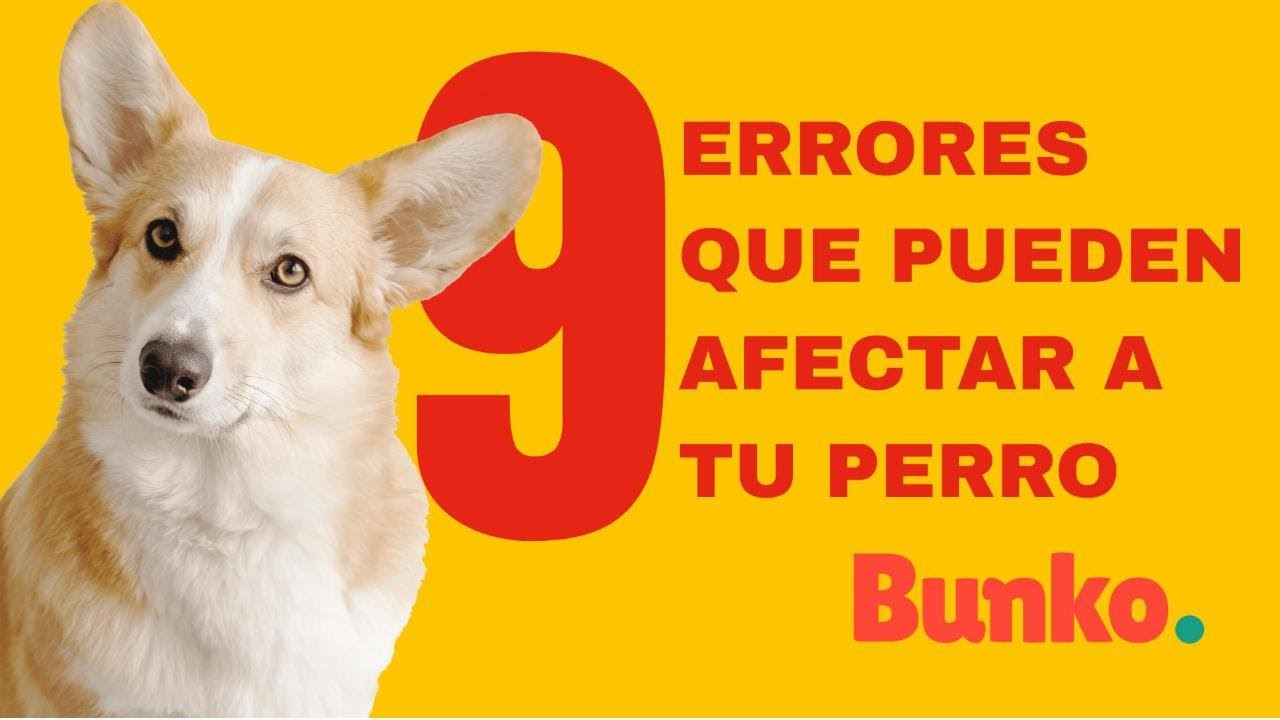 9 errores que est&aacute;n afectando a tu perro y tal vez no lo sab&iacute;as