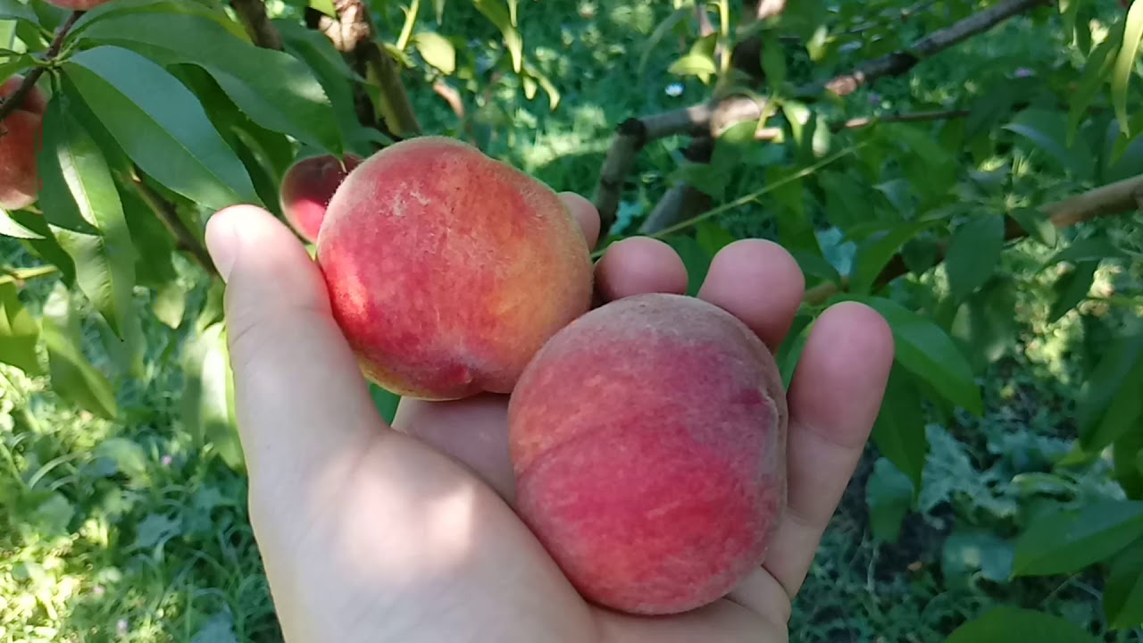 Shaftalı yetishdi! Atbashı heyva ve kadra giren balaca gozelce
