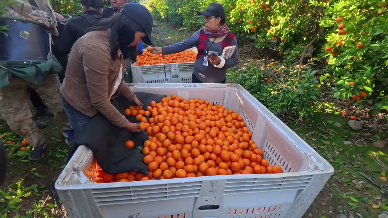 Cosecha de mandarinas en Chile 🍊 Un espectáculo natural.