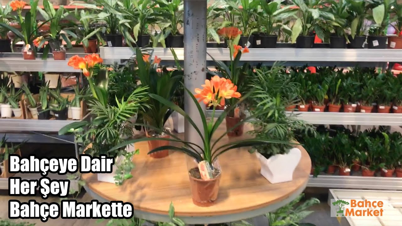 Sizler İçin Alibeyköy İBB Bahçe Marketi Gezdik / BAHÇE ( GARDEN ) MARKET SALON VE İÇ MEKAN BİTKİLERİ