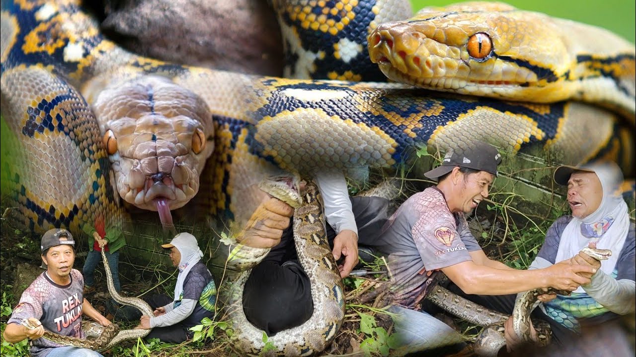 Anaconda sa resort na mahigit labing limang taon na inabandona