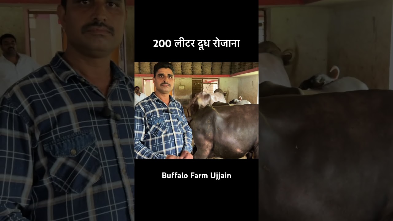 Buffalo dairy farm Ujjain #baffalo #dairyfarm #farming #dairyherd #murraha #buffalofarm #farm