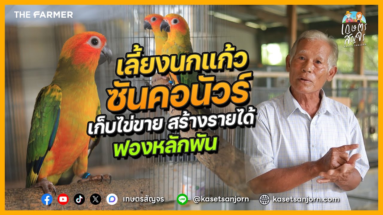 เลี้ยงนกแก้วซันคอนัวร์ เก็บไข่ขาย สร้างรายได้ฟองละเป็นพัน | เกษตรสัญจร