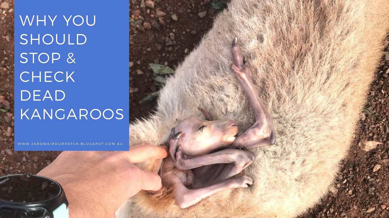 Why you need to stop to check dead kangaroos on the road