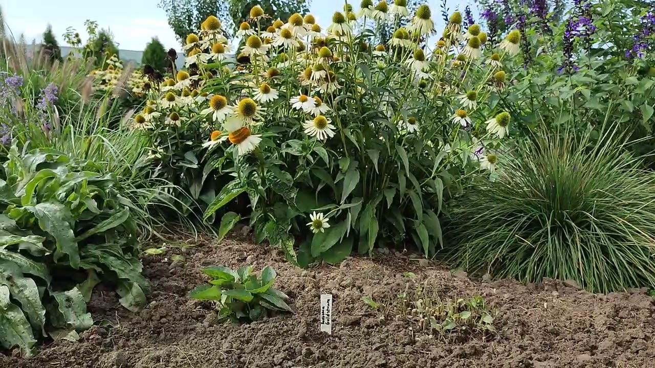 Rabaty Wywijasy - obsadzam!🌱🌱🌱Jak sadzić i łączyć rośliny na rabatach-inspiracje ogrodowe 🌸🌾🌸