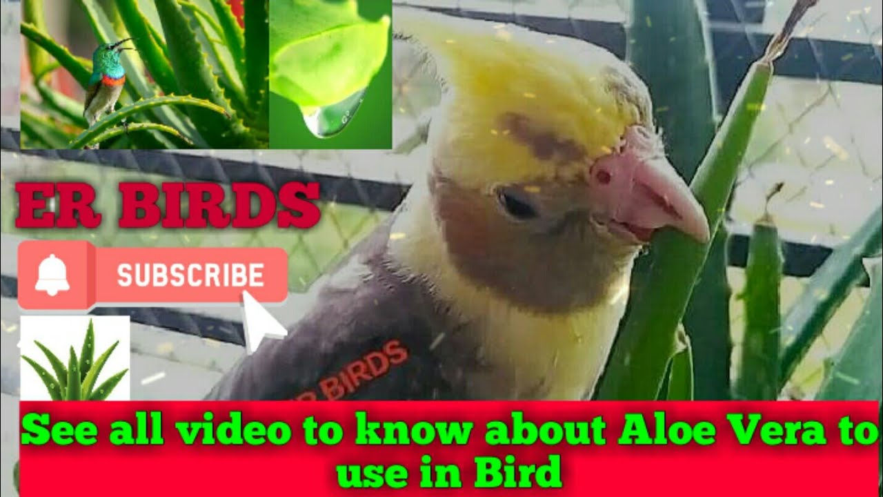 Aloe Vera to use in Bird