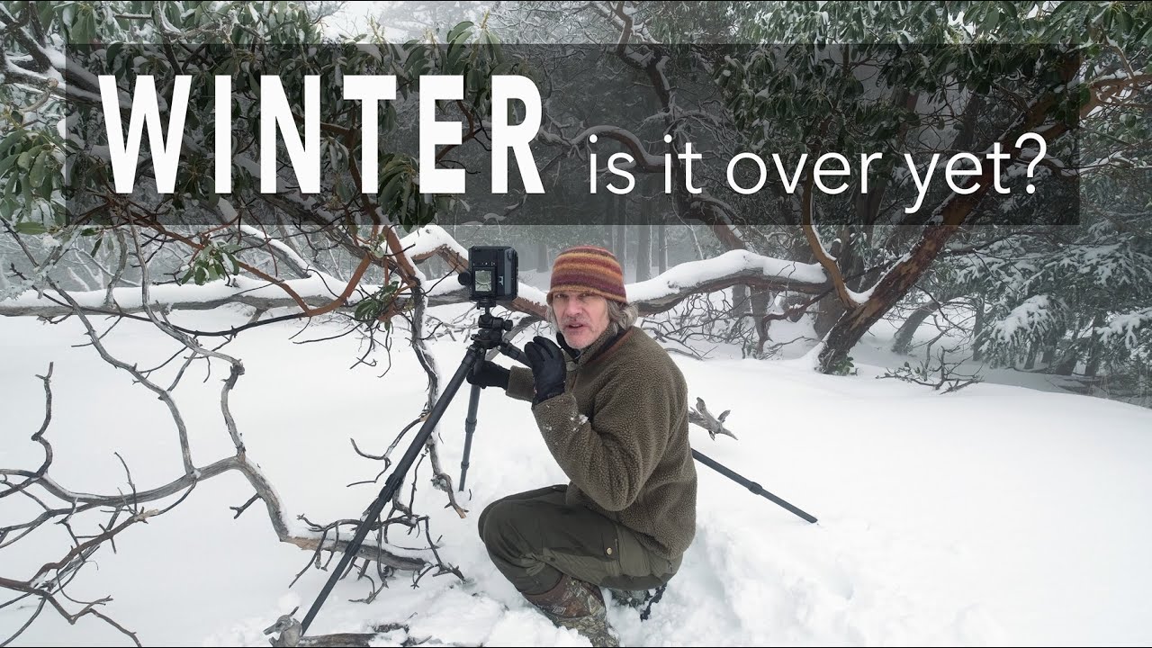 Incredible woodland photography in the SNOW