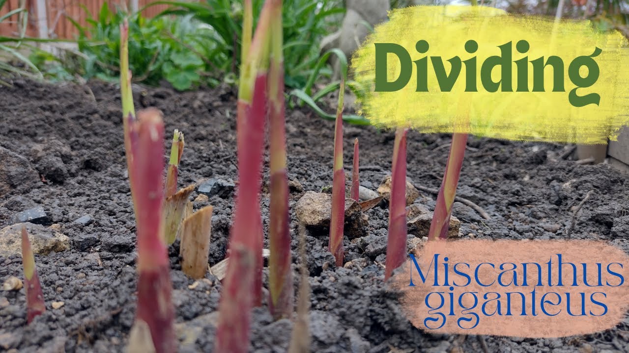 Moving and dividing Miscanthus giganteus