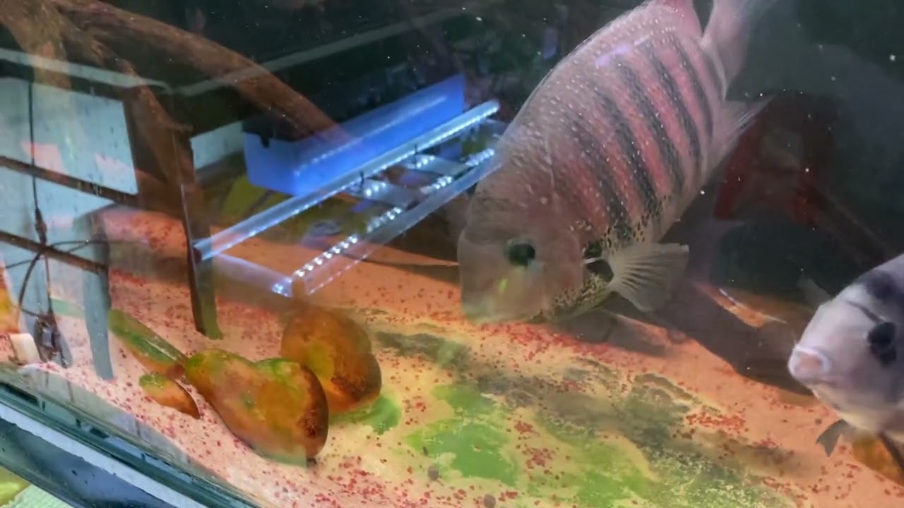 Green chromide cichlid fish