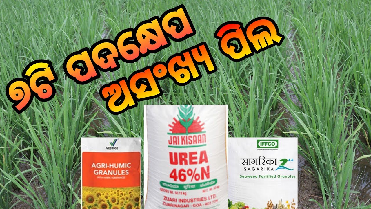 ୭ଟି ପଦକ୍ଷେପ ଅସଂଖ୍ୟ ପିଲ 7Steps to get More tillers in Paddy