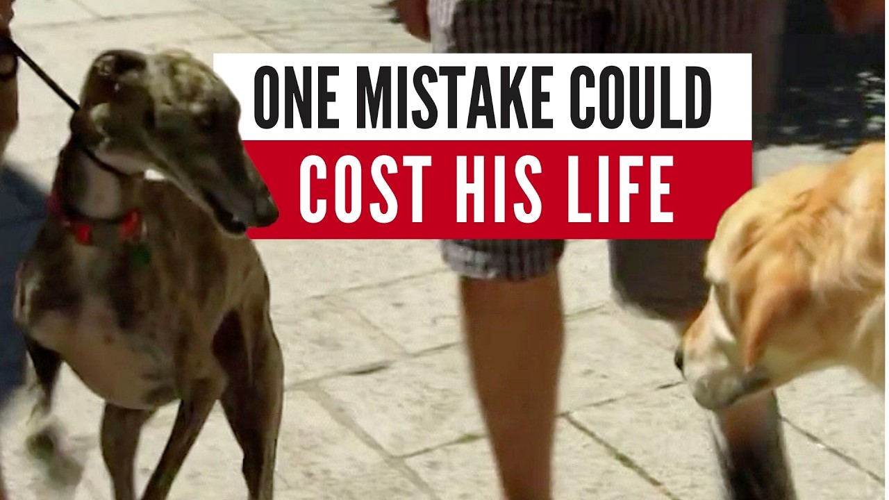 Why Some Dogs Become Aggressive With the Wrong Owners