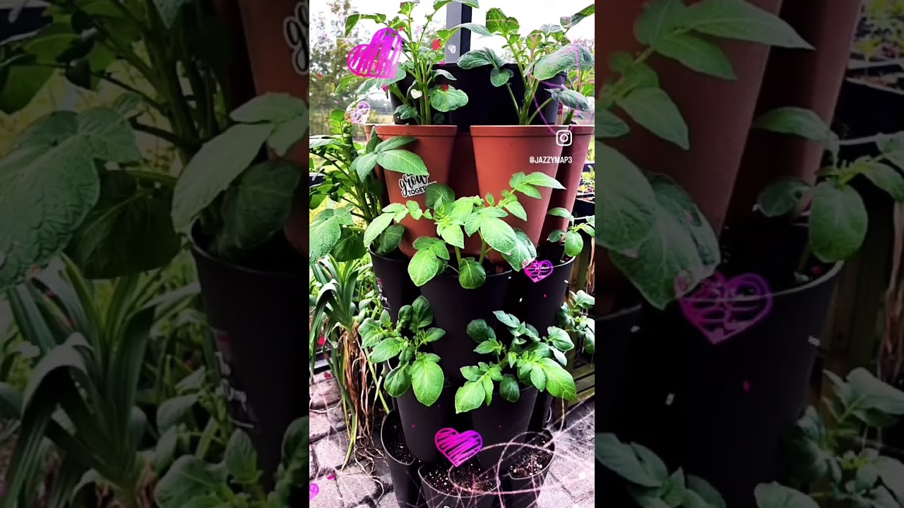 Сотрудничество в садоводстве #youtubeshorts #garden #trendingshorts #viralshorts