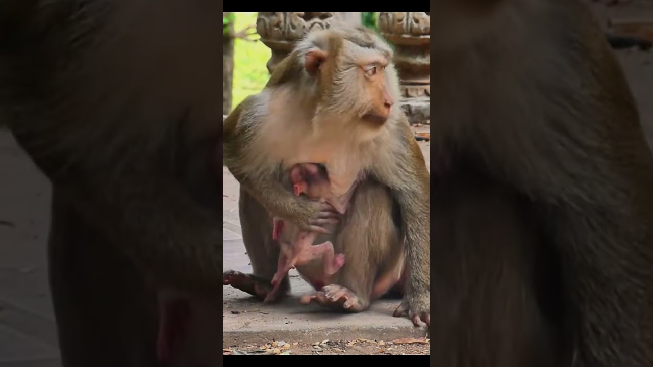 Monkey species: The mother monkey cradles her fragile baby as she walks.