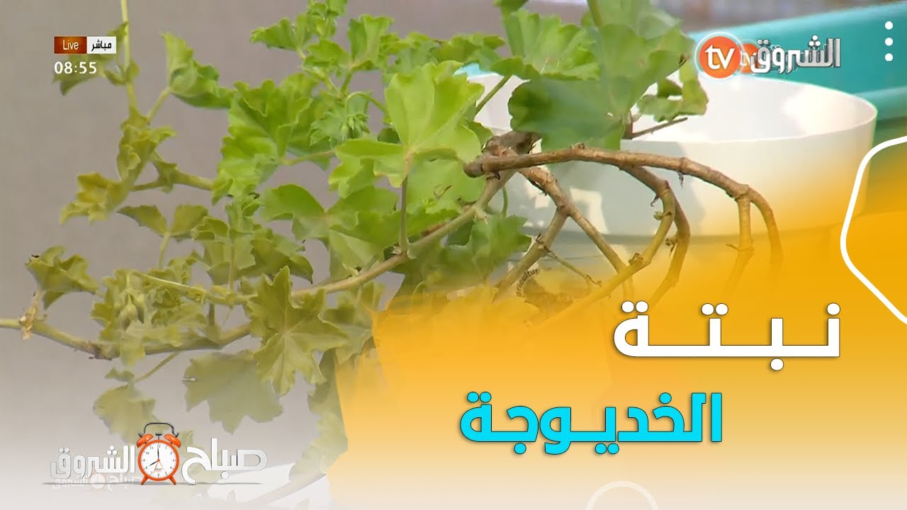 ..المختصة في النباتات #سارة_أحريز تقدملنا نصائح كثيرة باش ننجحو في غرس نبتة الخديوجة أو الجيرانيوم