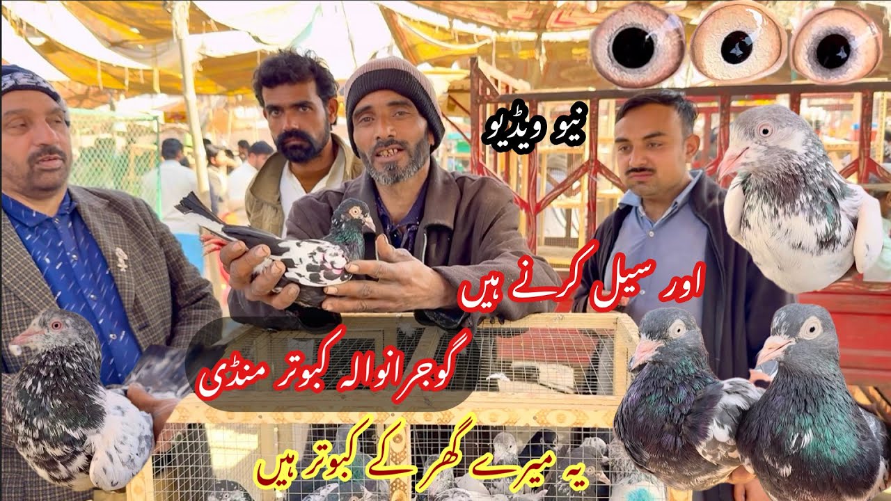 Gujranwala kabootar mandi گوجرانوالہ کبوتر منڈی