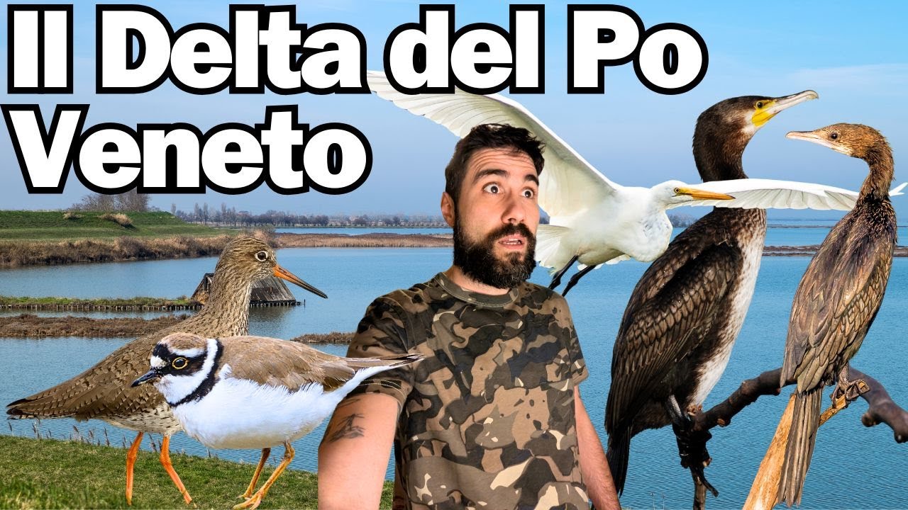 Il Delta del Po Veneto - Escursione e BIRDWATCHING in Barca - Viaggio nel Delta del Po Parte 2