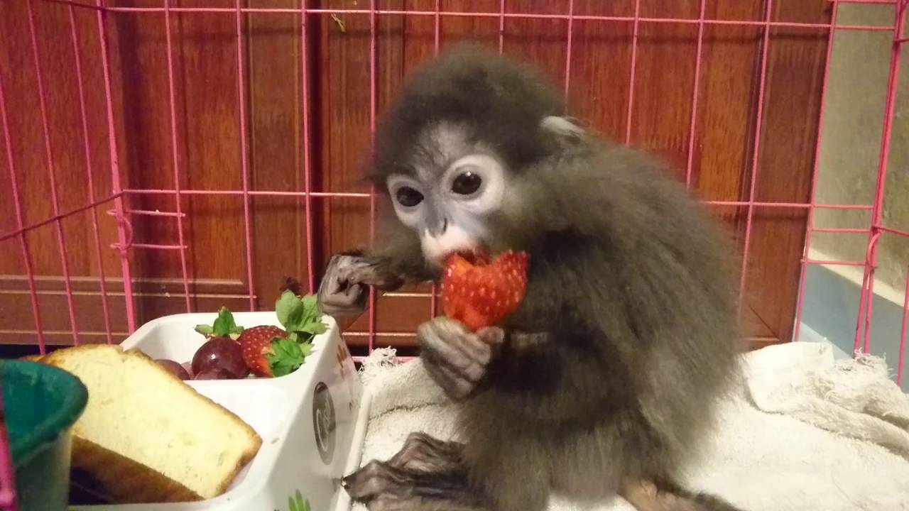 Dusty Leaf Mazwin Getting Healthy