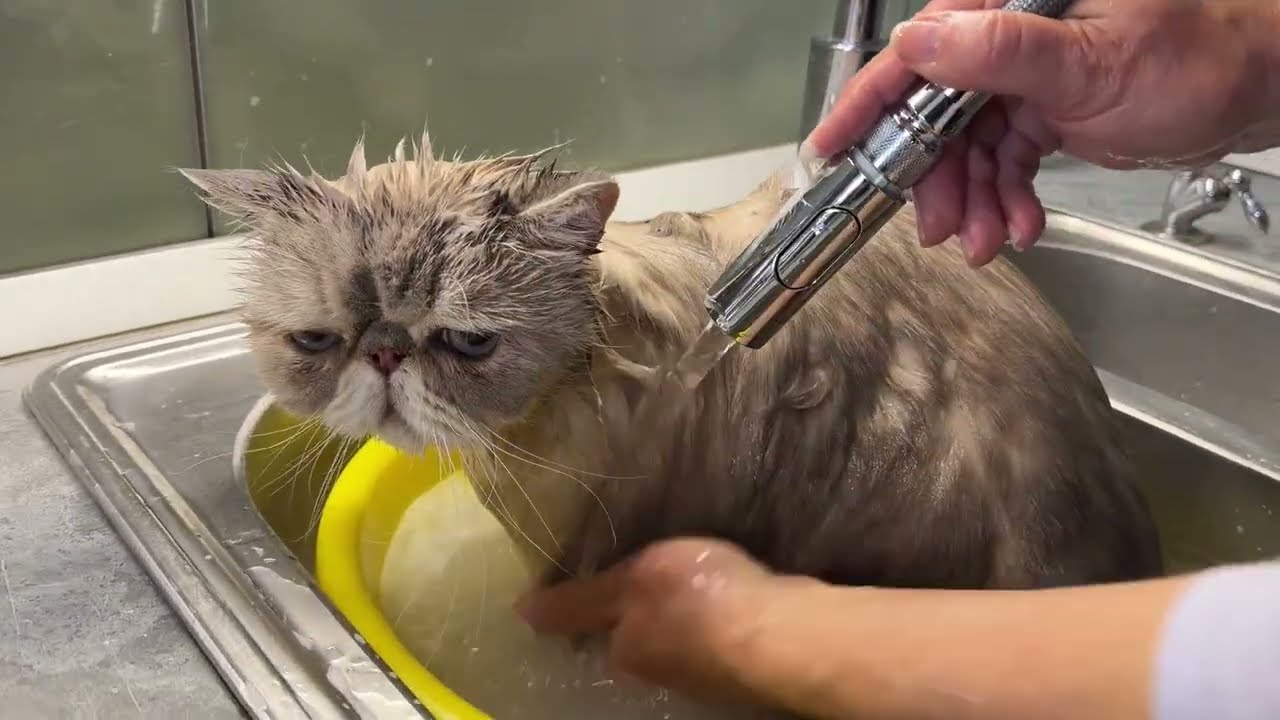 Купание голубого кота Тоторо