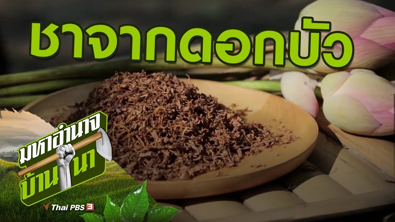 ชาจากดอกบัว : สูตรลับฉบับบ้านนา (24 พ.ย. 62)