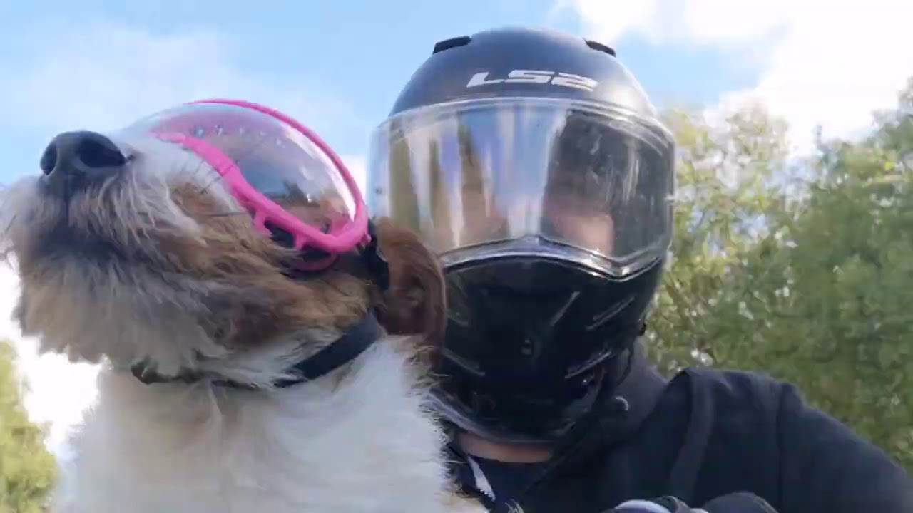 Little Biker Dog's first ride on our new BMW R1250GS with the bagster tank cover and pupster bag
