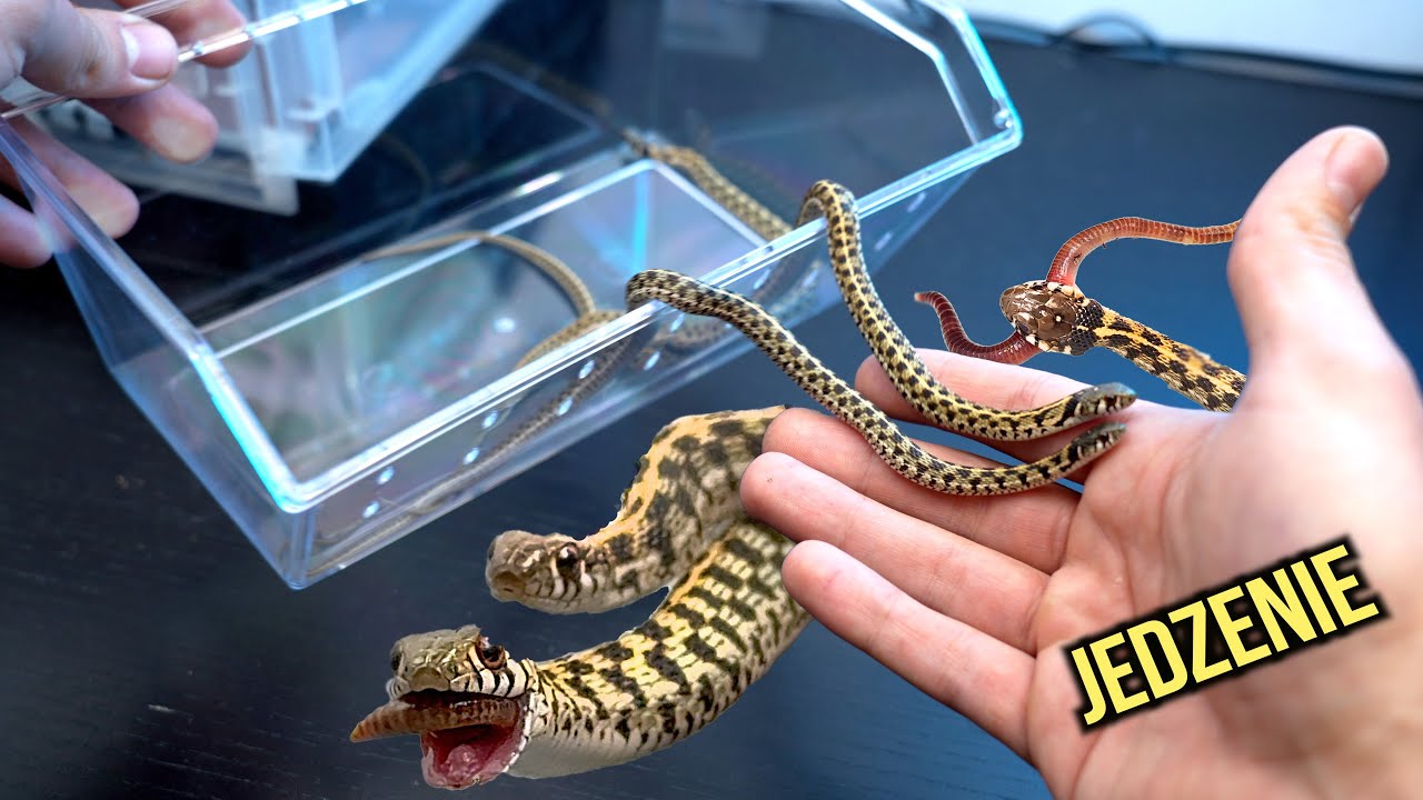 Te węże jedzą DŻDŻOWNICE 😨 Thamnophis marcianus