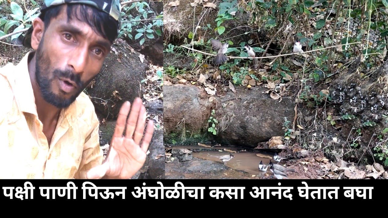 पक्षी पाणी पिऊन अंघोळीचा कसा आनंद घेतात बघा 