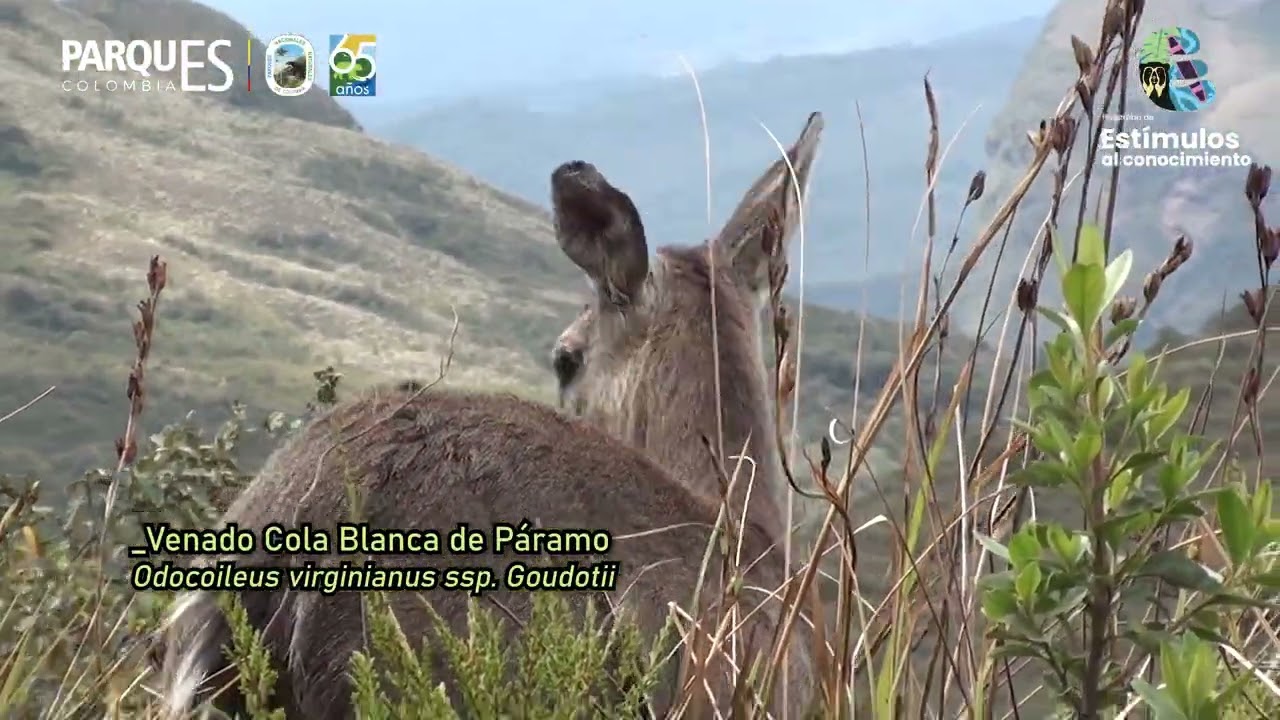 CAMARAS TRAMPA PARA LA APROPIACIÓN SOCIAL DEL PATRIMONIO NATURAL EN EL PNN CHINGAZA Y EL VERJÓN BAJO