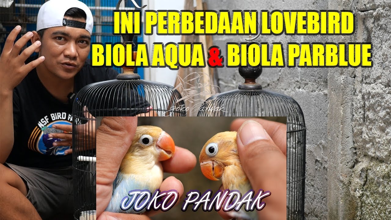 PERBEDAAN BIOLA AQUA VS BIOLA PARBLUE