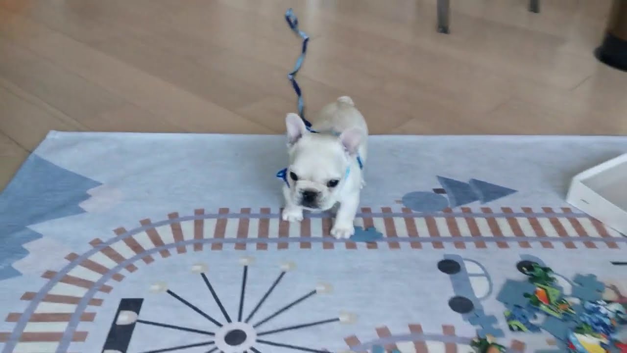 8 week French Bulldog puppy training