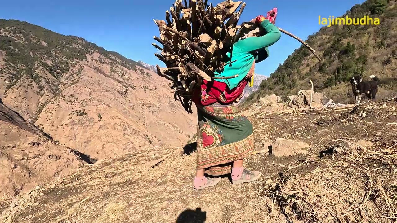 a day life of himalayan family || lajimbudha ||