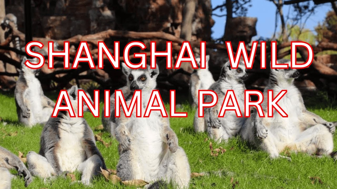 Shanghai wild animal park